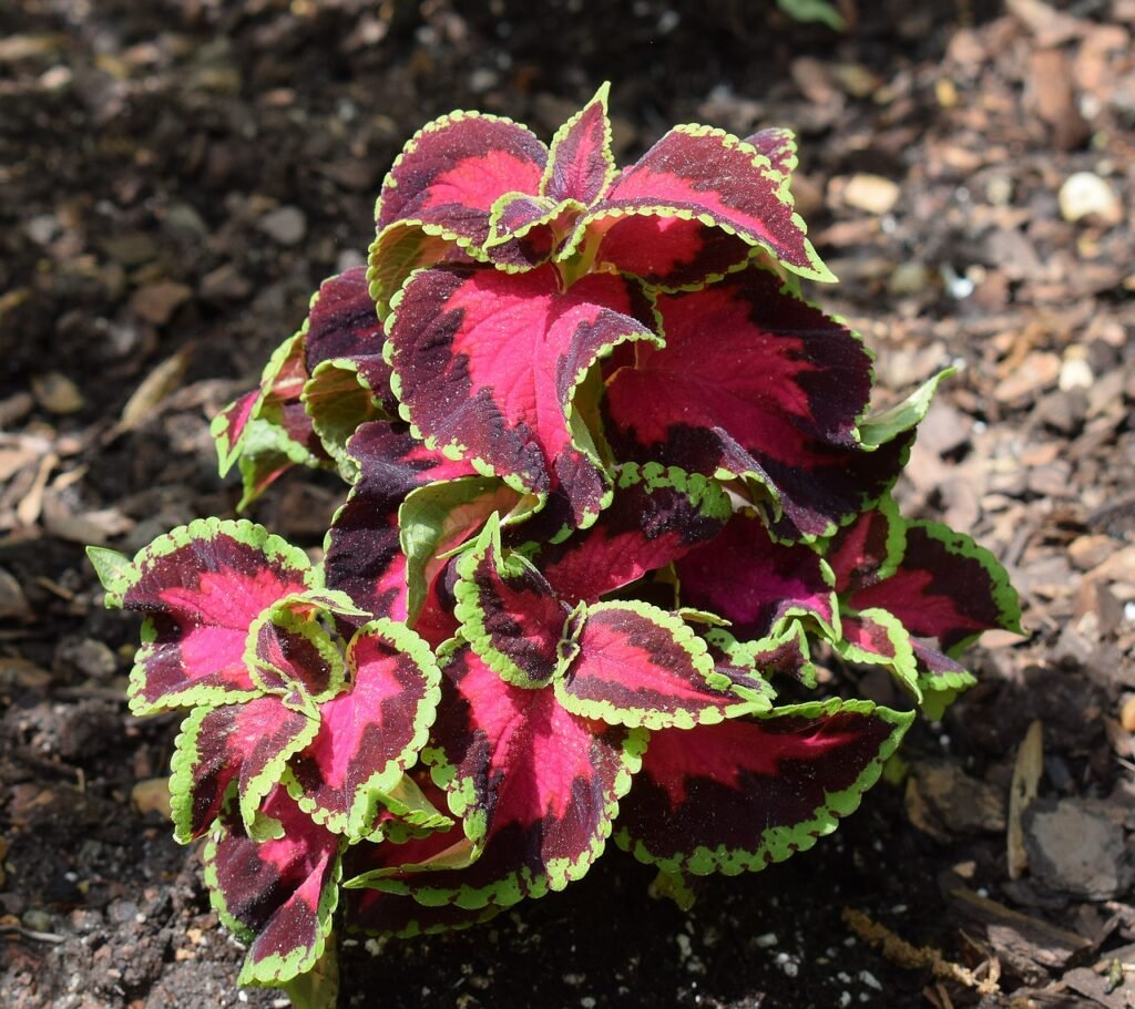 solo e vaso para coleus