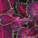 cuidando de coleus