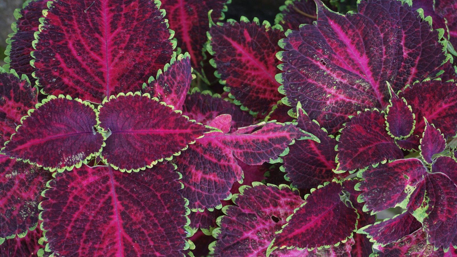 cuidando de coleus