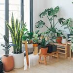 como cultivar plantas dentro de casa