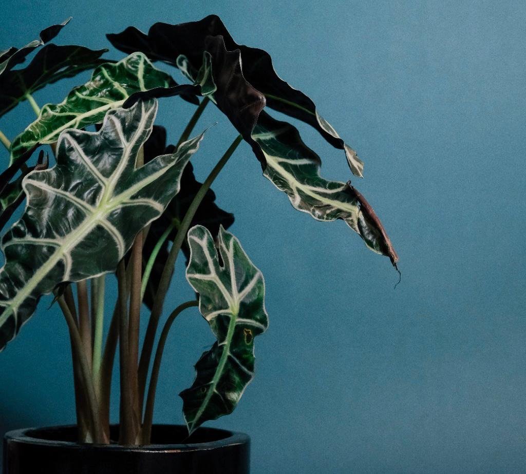 como cuidar da alocasia amazonica