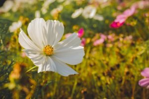 dicas cuidados com plantas na primavera